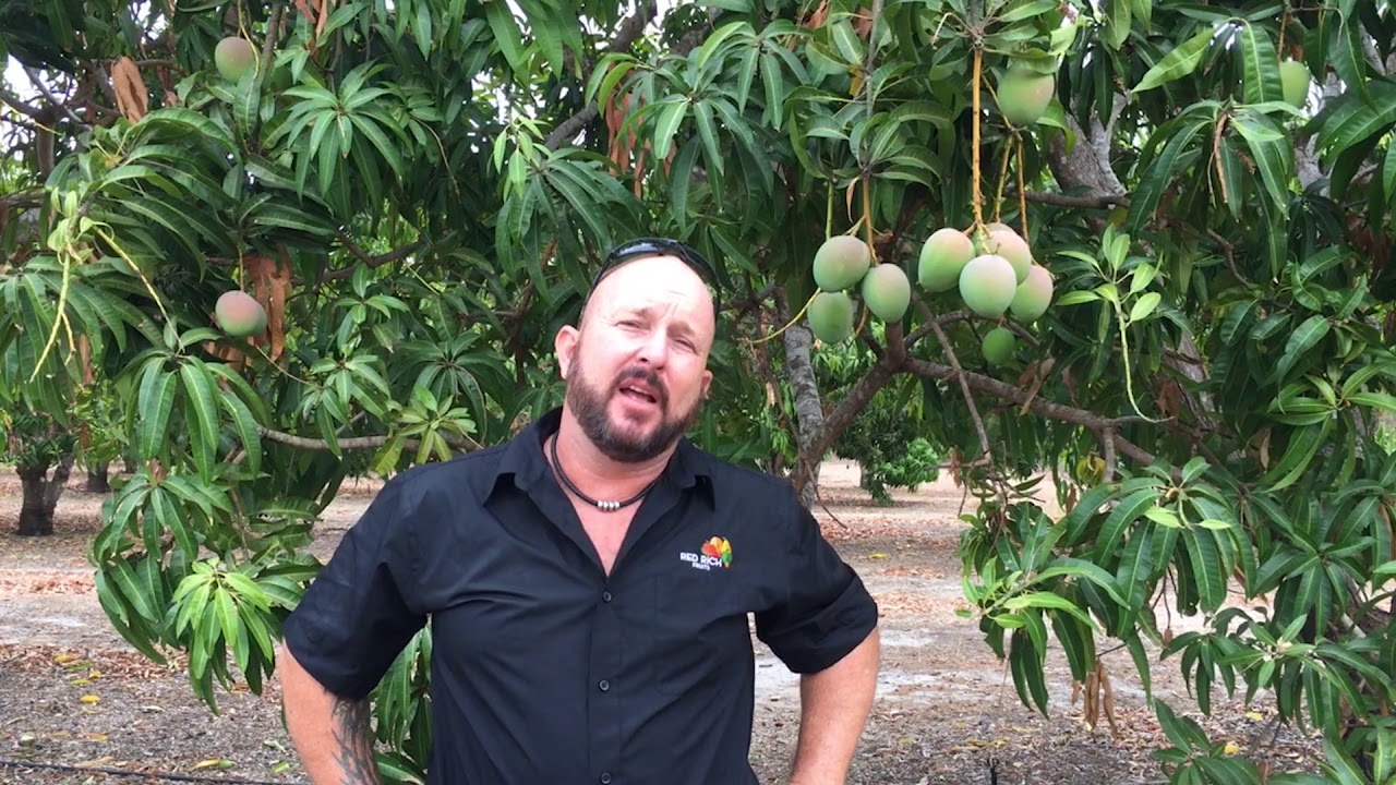 Tree to Table | Mango Harvest 2019, NT