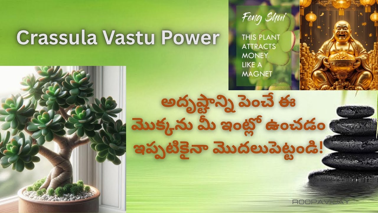 Crassula Plant Vastu Jade plant – ధనసంపదకు మార్గం