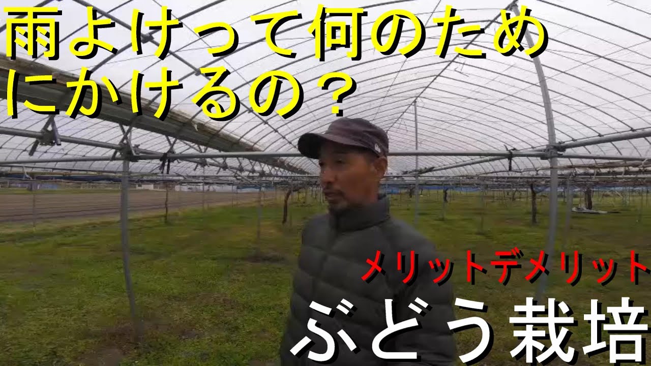 ぶどう栽培でなぜ雨よけをかけるのか？　そのメリットデメリットについて！　＃ぶどう栽培　＃新潟