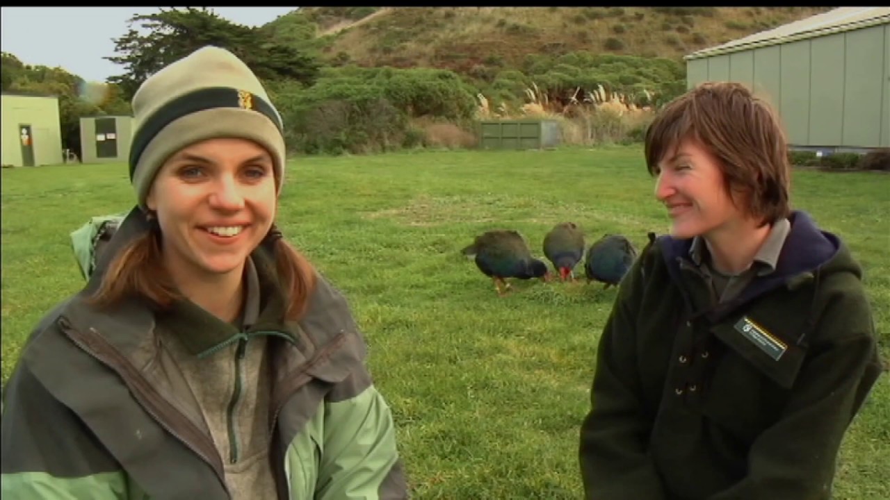Meet the Locals: Takahē
