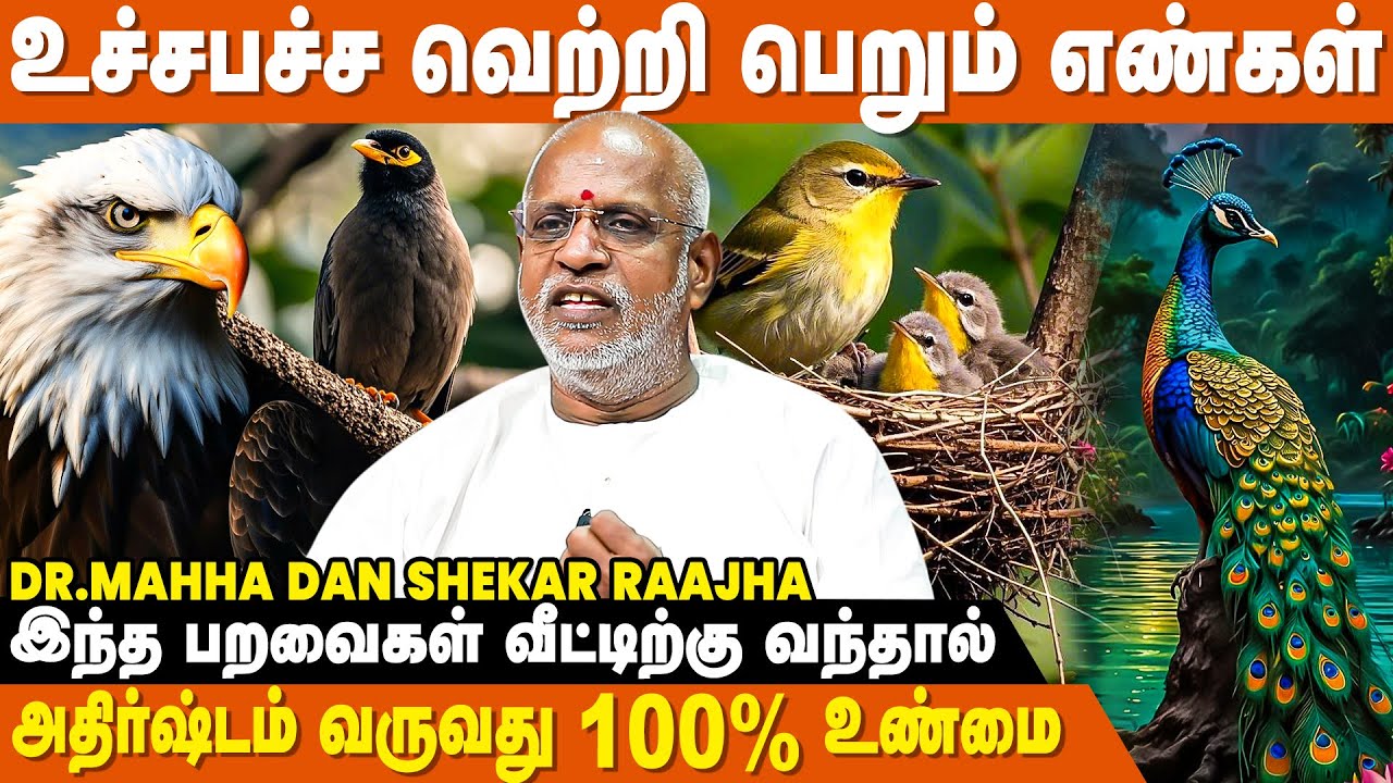 உச்சத்திற்கு சென்று பள்ளத்தில் விழும் எண்கள் - Mahha Dan Shekar Raajha | Numerology Number 3 & 6