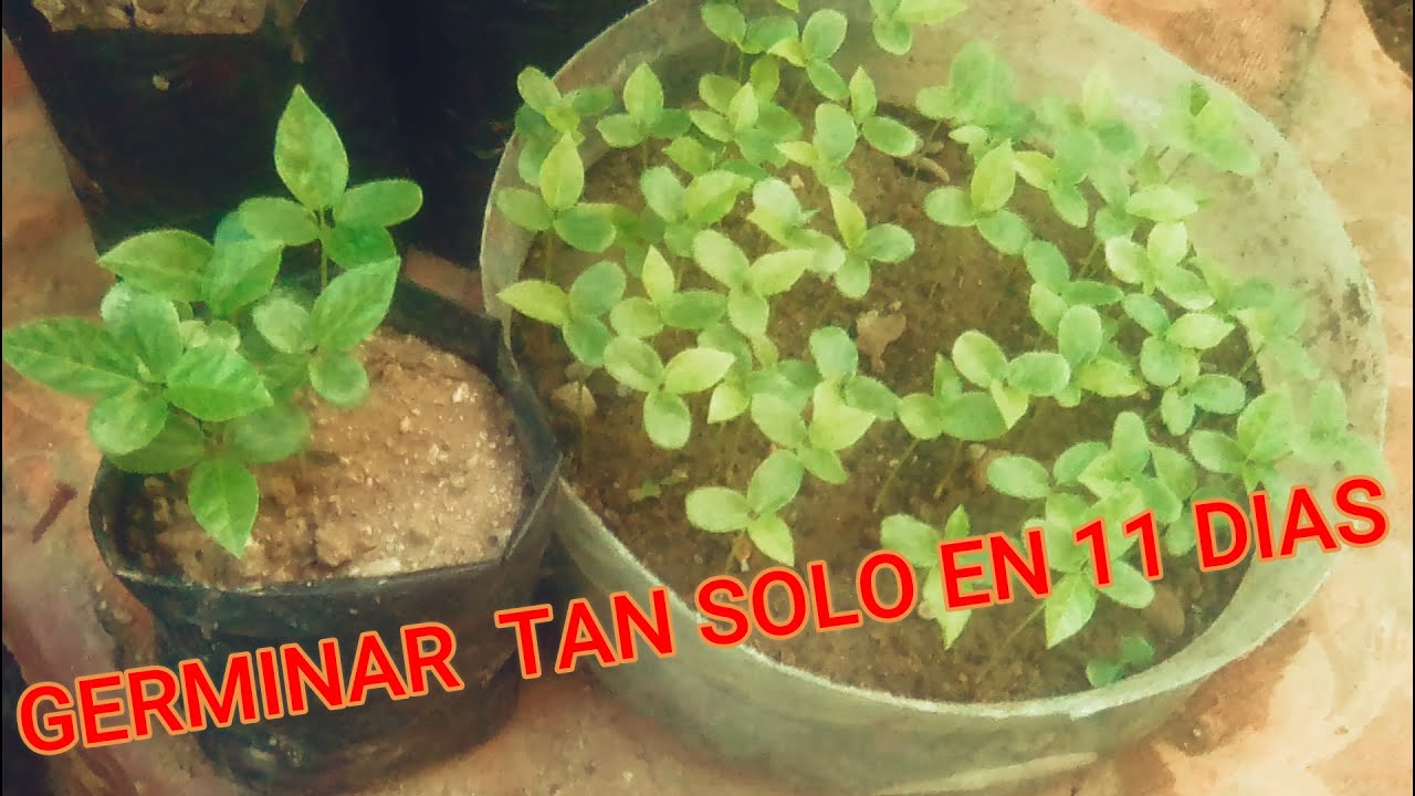 COMO GERMINAR MARACUYA EN 11 DIAS , CHINOLA O FLOR PASIONARIA #2021