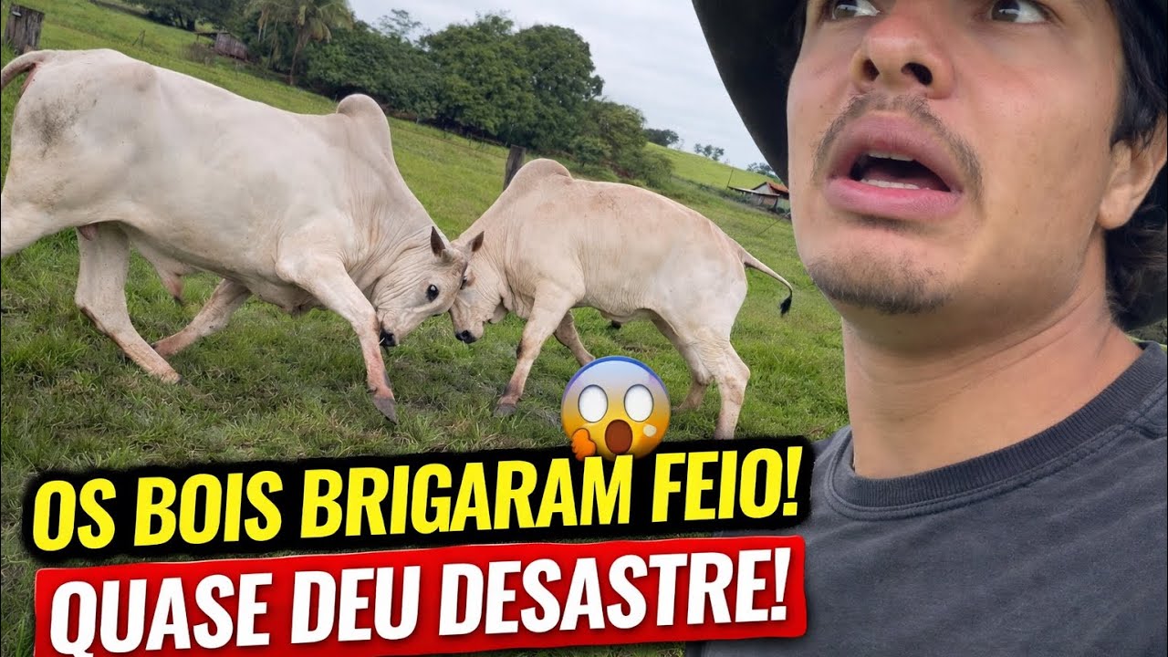 OS BOIS BRIGARAM FEIO NA MINHA FRENTE E O PIOR ACONTECEU 😰