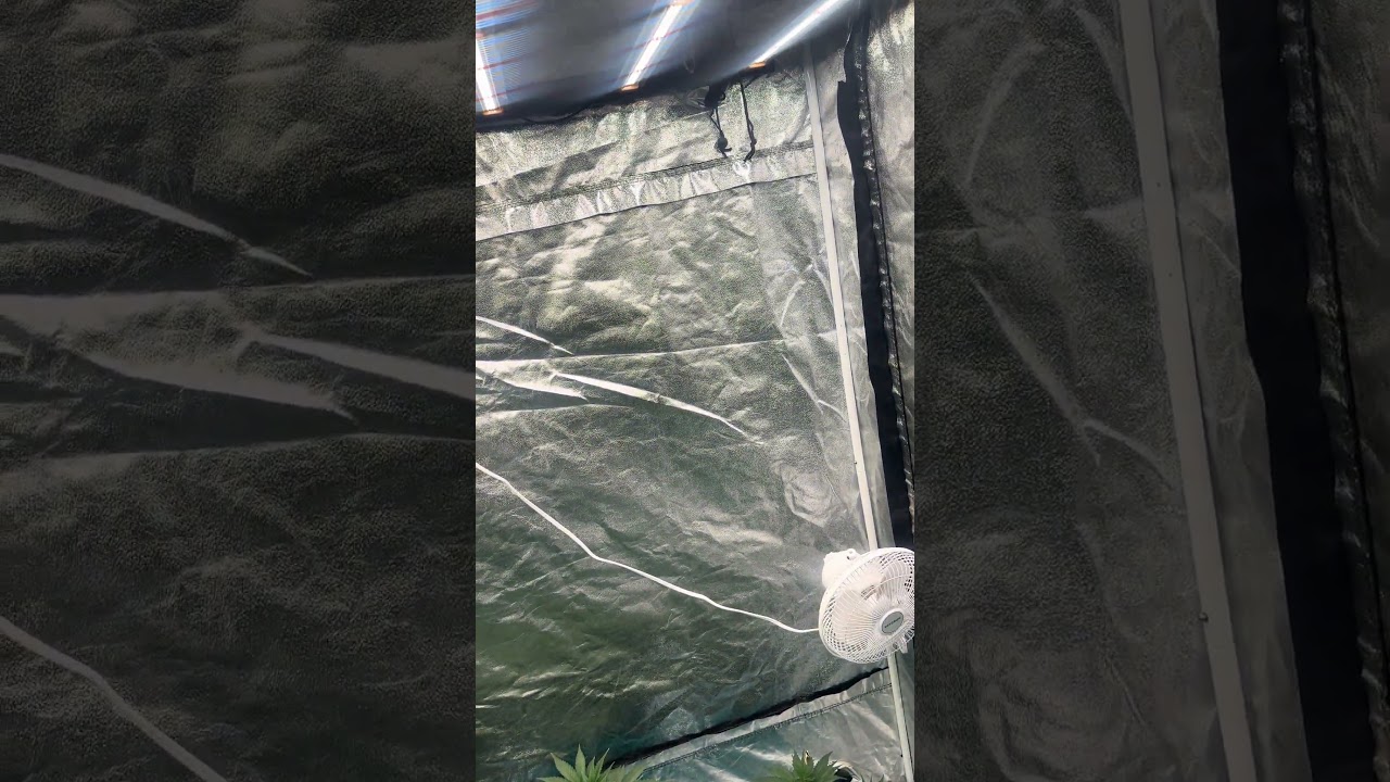 Skunk#1 and strawberry cough week 3 #growace #vivosun #grow