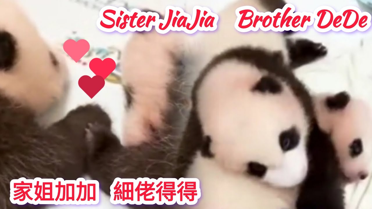 大熊貓龍鳳胎成長回憶篇(一) Giant panda twins - memories of growth(1)