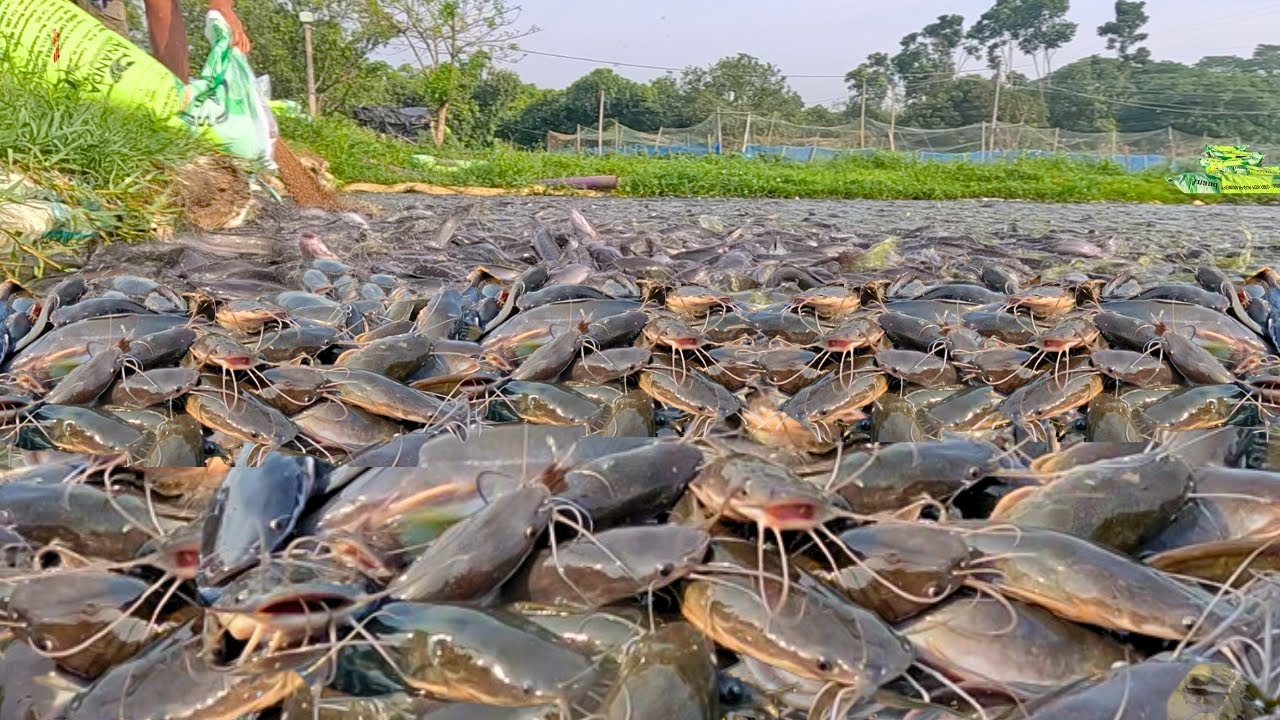 MENJADI AGRESIF SAAT WAKTU MAKAN IKAN LELE LIAR  !!
