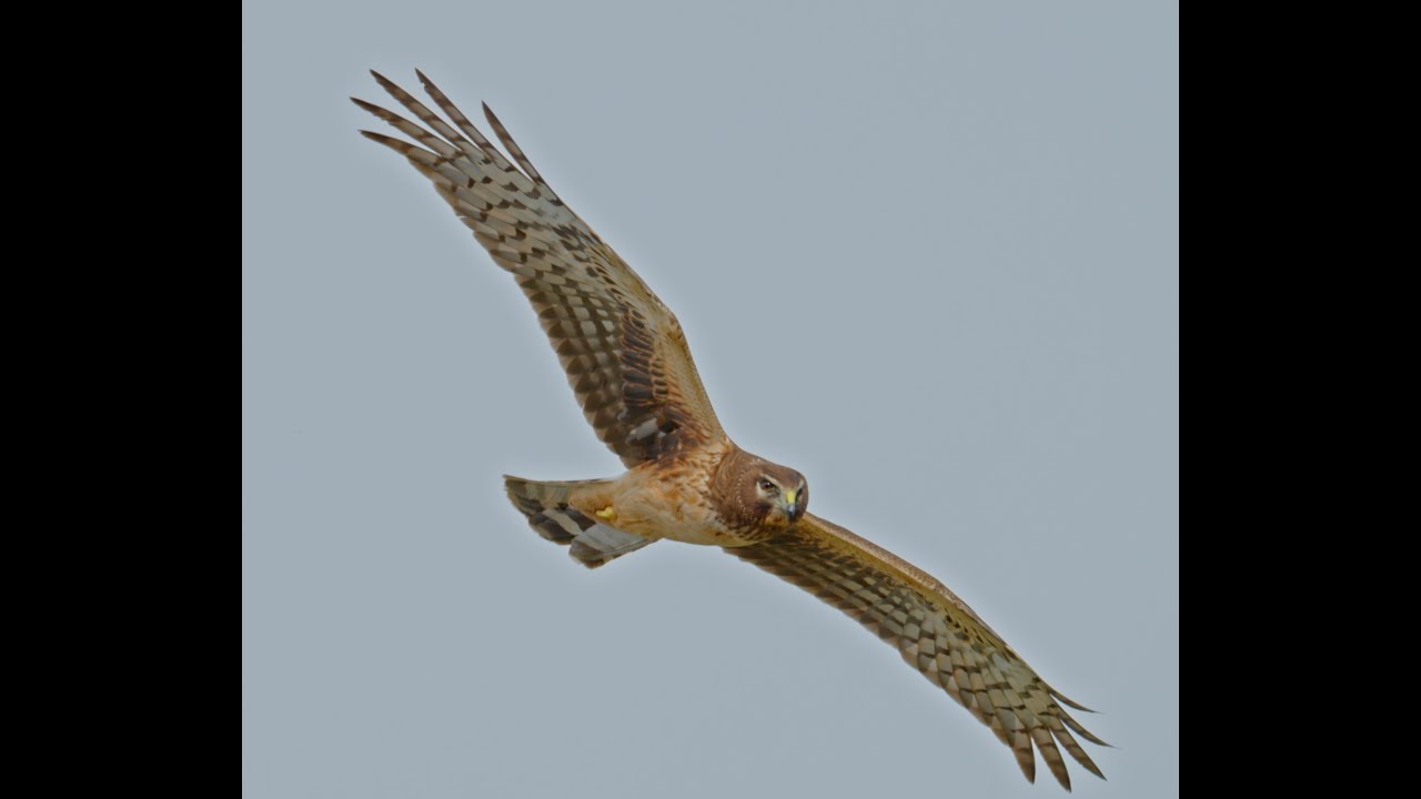 Northern Harrier, Half Moon Bay 1-20-26