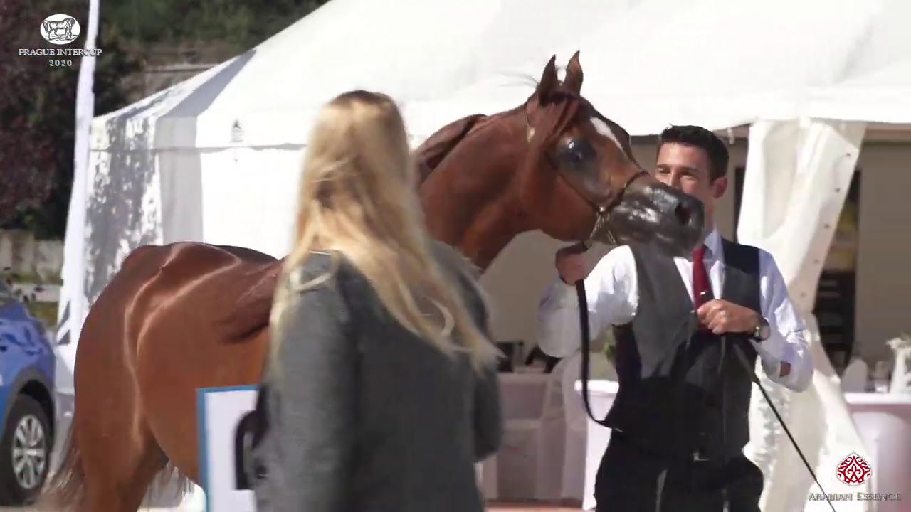 N 35 BERWAZ AL BUSTAN   Prague 2020   Intercup   2 Years Old Colts Class 5