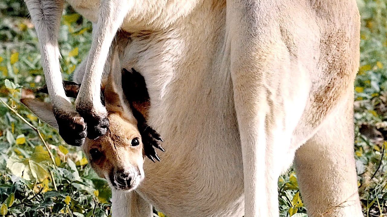 Baby Kangraroo at the Zoo 4K - St. Louis Zoo - Tchaikovsky