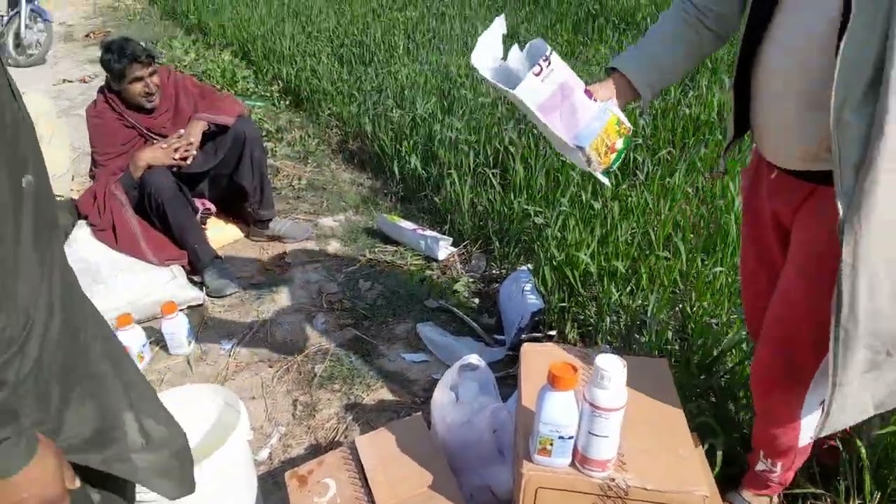 Wheat crop foliar Spray gandam ko spray 