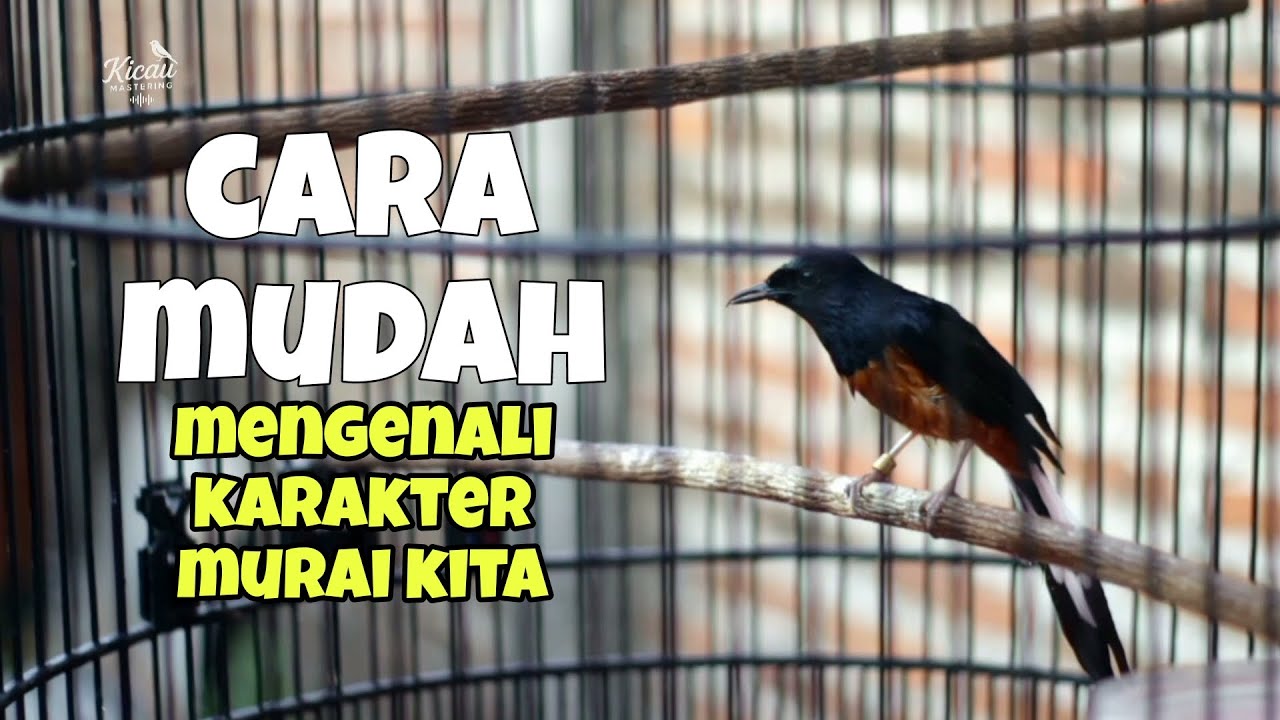 Cara mudah memahami karakter murai batu agar ketemu rawatan yang pas