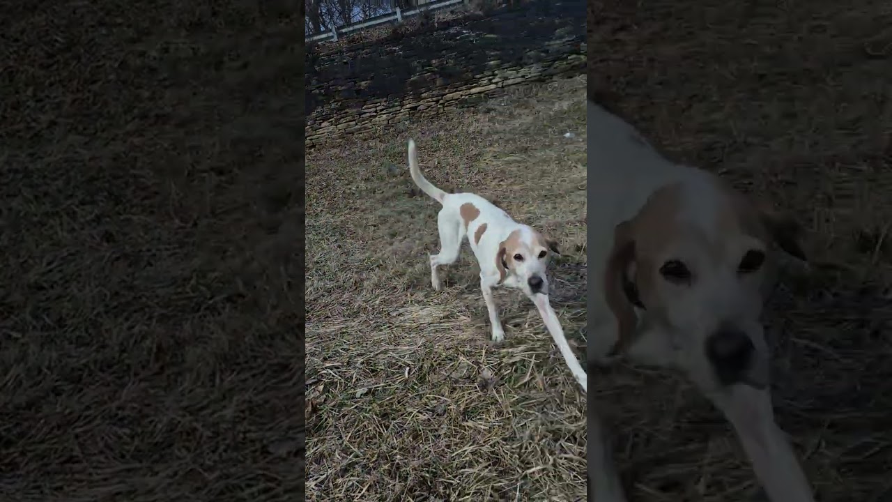 Obedience and recall work