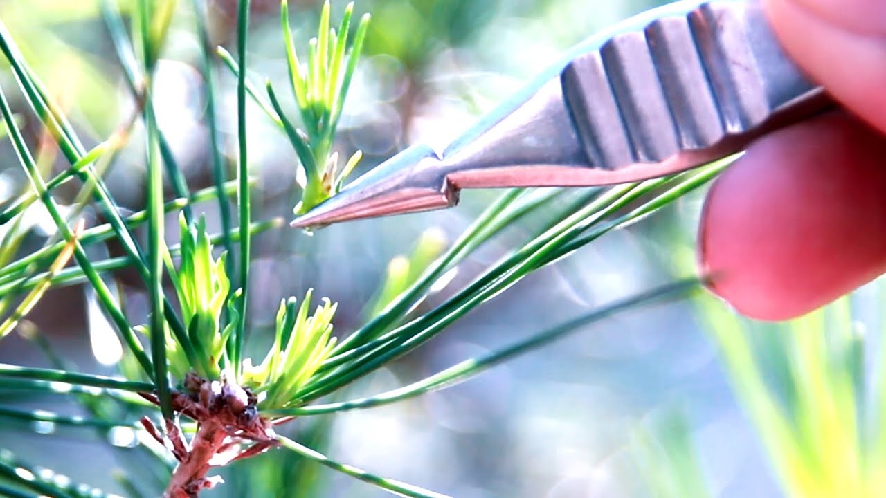 松の芽掻き作業　Pine Me kaki