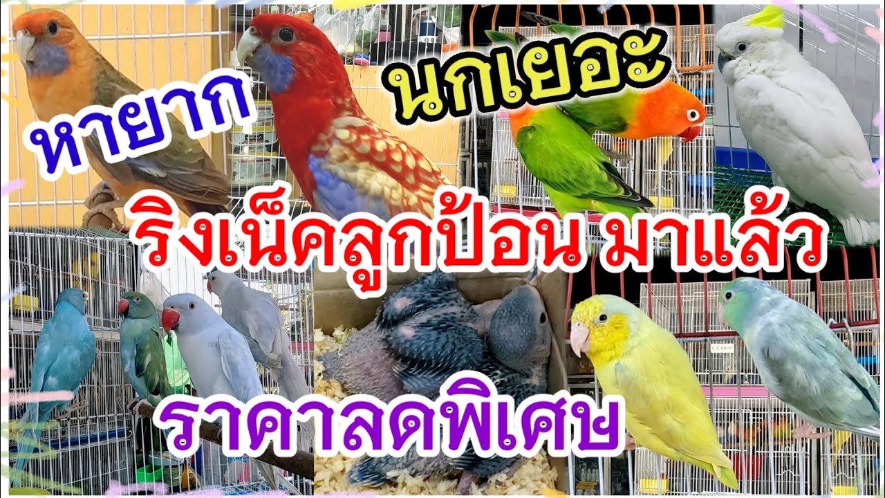 อัปเดตราคานก ลดพิเศษ นกหายาก ริงเน็คลูกป้อนมาแล้ว นกเยอะมาก จตุจักร มีนบุรี ร้านอันดามัน นกสวยงาม