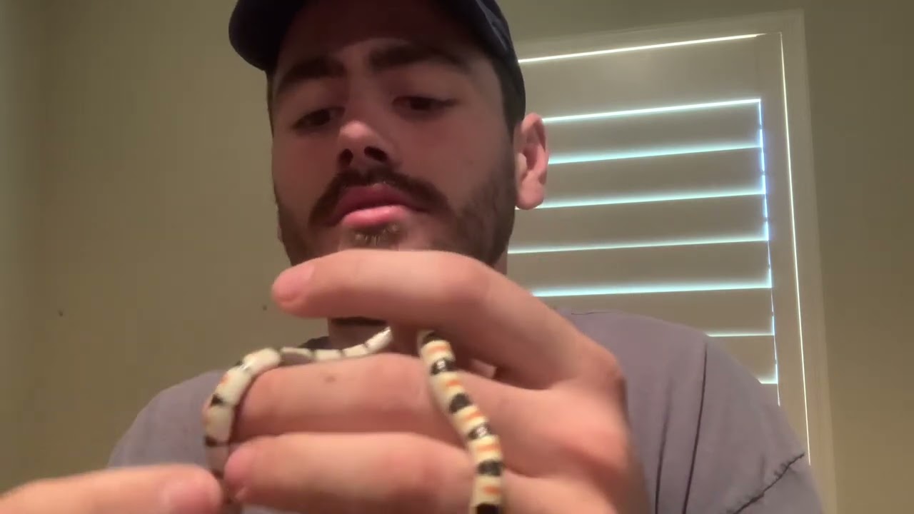 Western Shovelnosed snake (Chionactis annulata) care