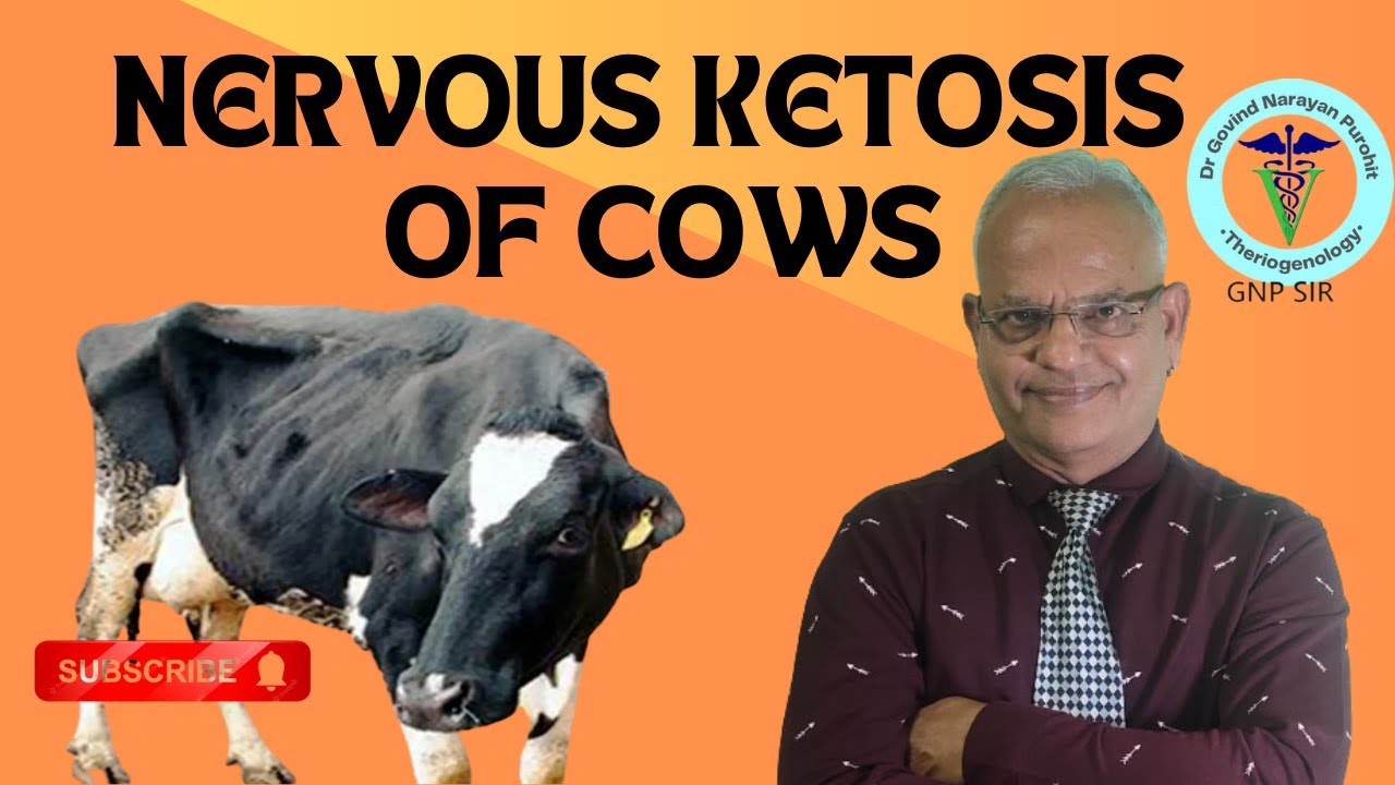 Understanding Nervous Ketosis in Cows: Insights by GNP Sir