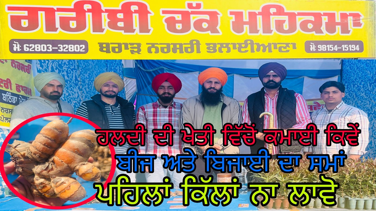 ਹਲਦੀ ਦੀ ਖੇਤੀ ਵਿੱਚੋਂ ਕਮਾਈ ਕਿਵੇਂ ਪੂਰੀ ਜਾਣਕਾਰੀ । Haldi di Kheti | Turmeric Farming