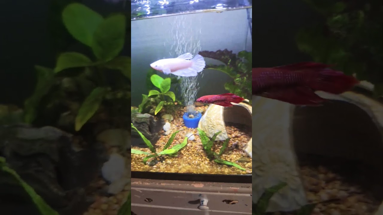 bettas are chill #cool #bluebettafish #aquariumfish #subscribe