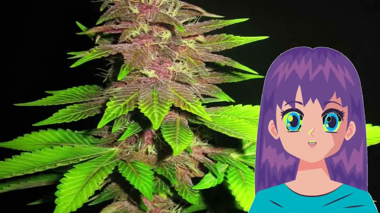 Bizarre &ndash; Sick Meds Seeds