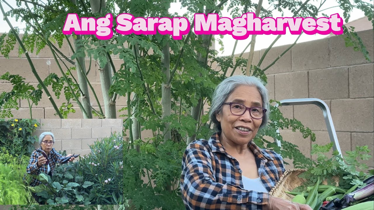 Ang Sarap Ng Felling Kapag Sariling Harvest#BuhayAmerikawithAteD#pinaysaAmerika
