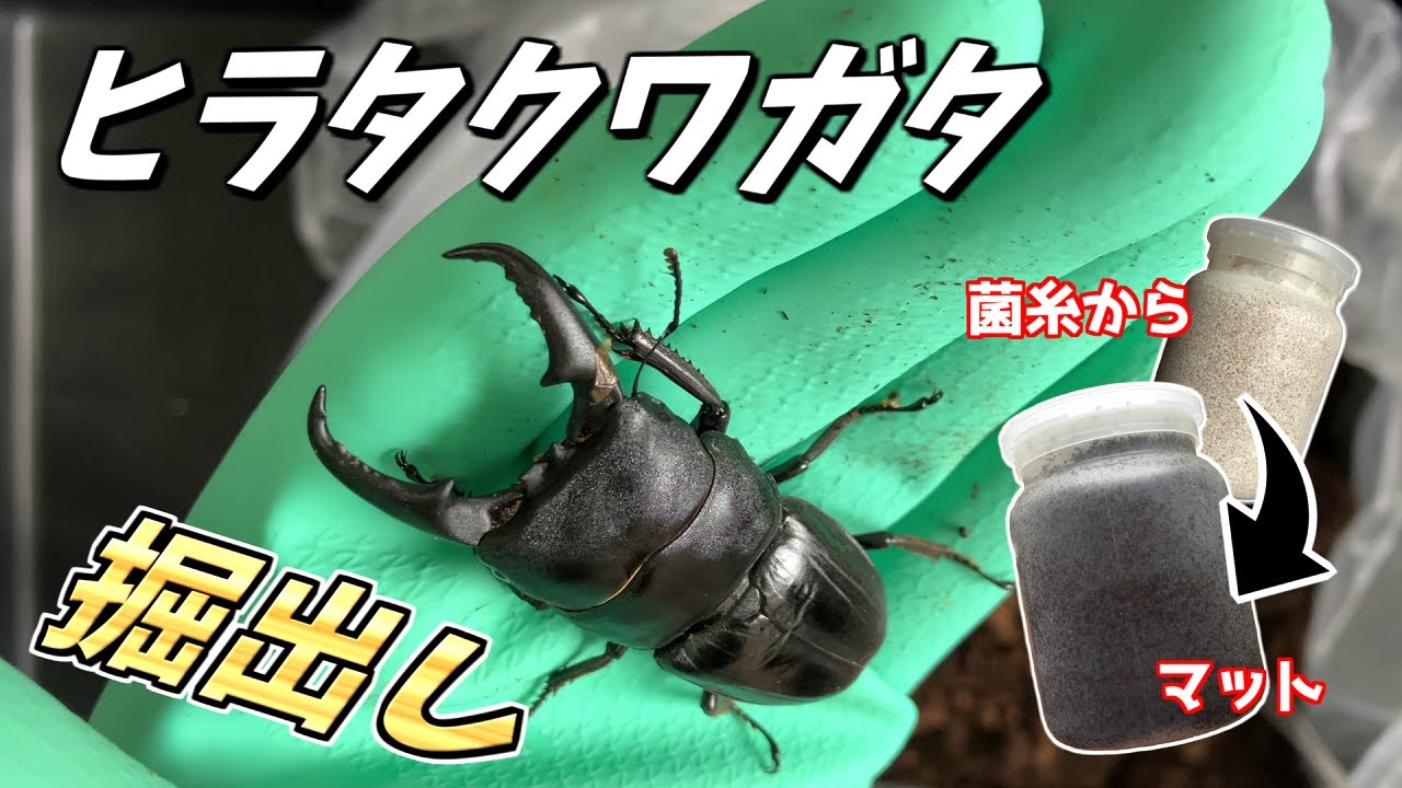 菌糸とマットで育てた静岡県産本土ヒラタの掘り出し
