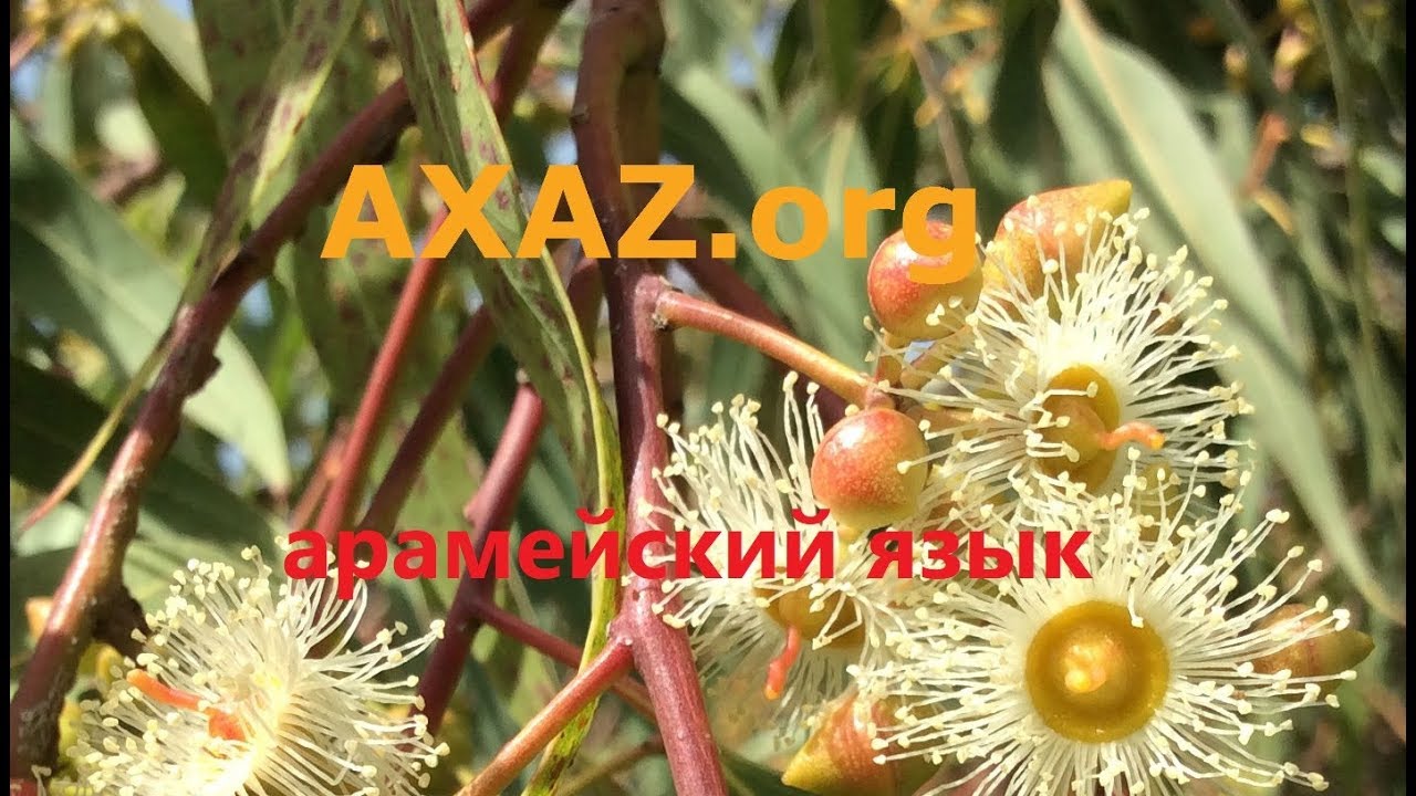 33. Буква пэ פ в арамейском языке - звуки П и Ф