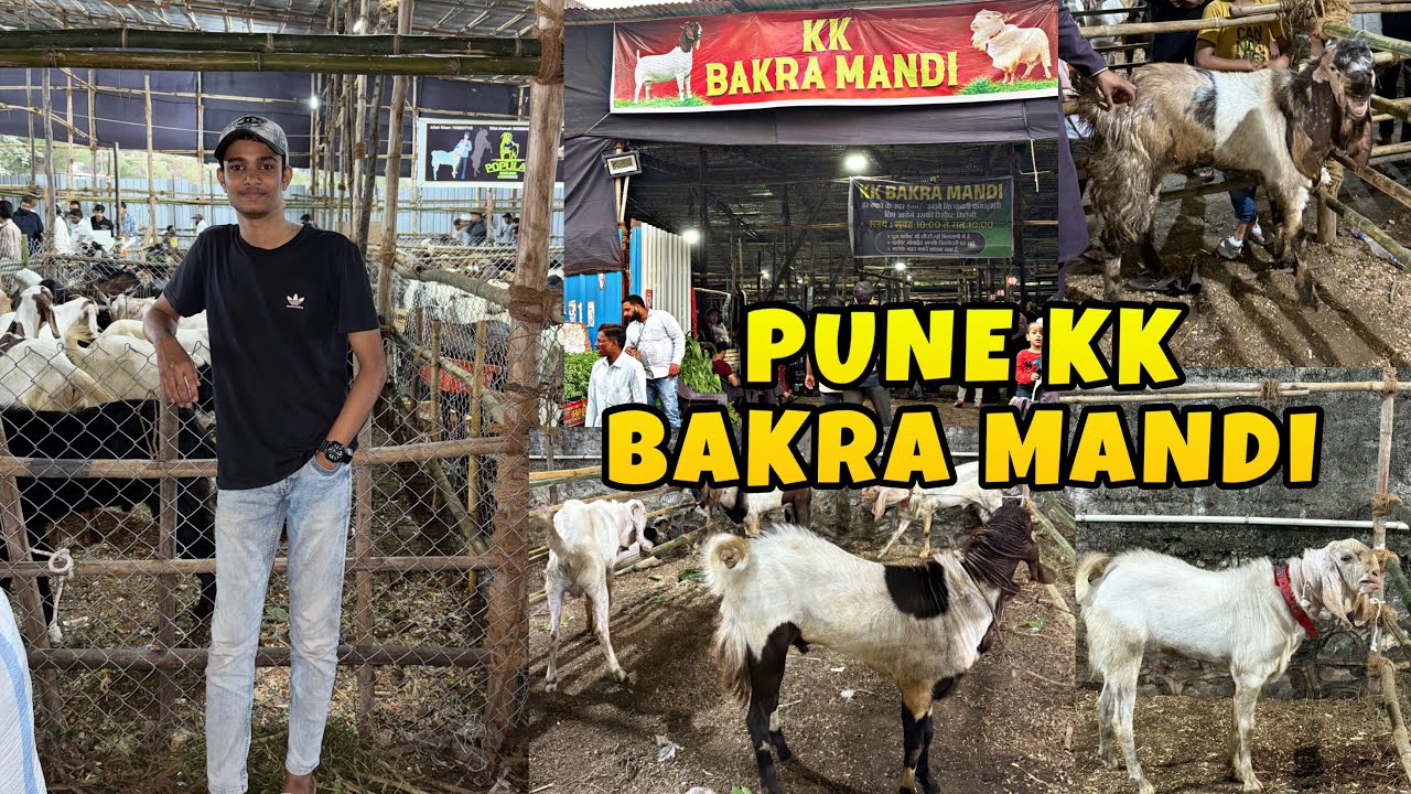Aaj Mai Gaya Tha Kausar Baugh KK Bakra Mandi || MD ANAs VLOGs