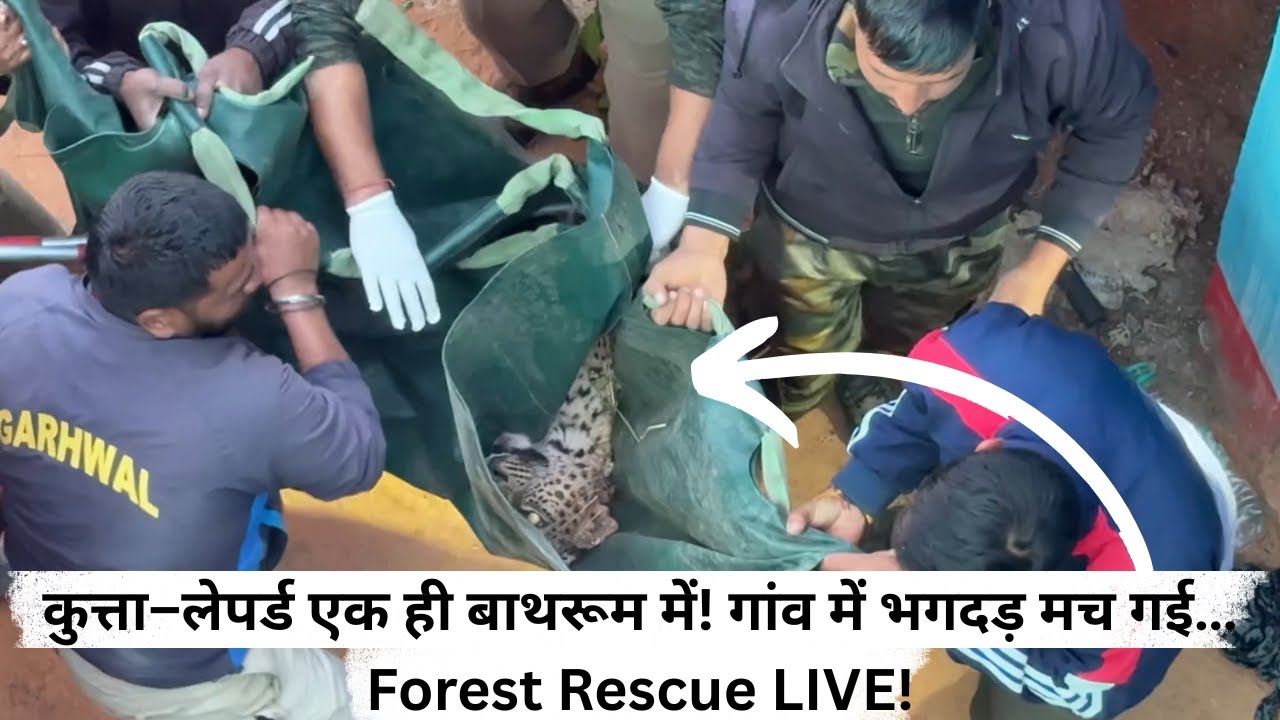 जंगल से लगते घर में लेपर्ड घुसा… बाथरूम में कुत्ते के साथ बंद मिला! Forest टीम ने बचाया!