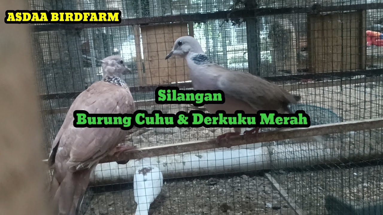 #79#Silangan Burung Cuhu & Derkuku Merah