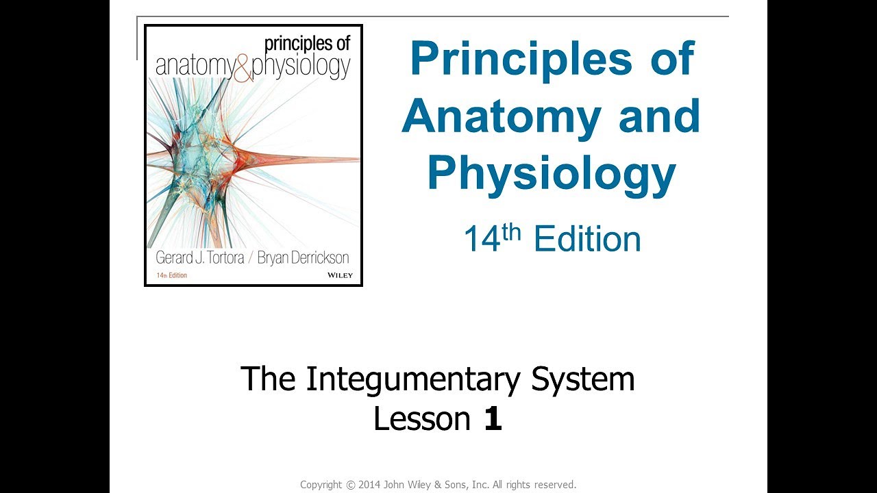 HAP101 F2020 5_1 Integumentary System NARRATED