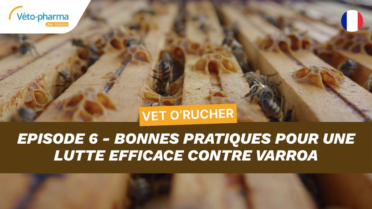 Vet O’Rucher - Épisode 6 : Bonnes pratiques pour une lutte efficace contre Varroa.