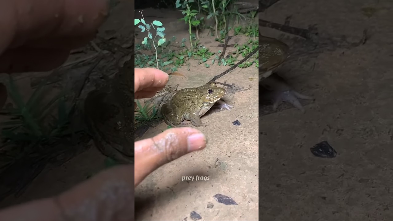 Funny frogs Catching | wep wep catching frogs funny | boing catch fr ...