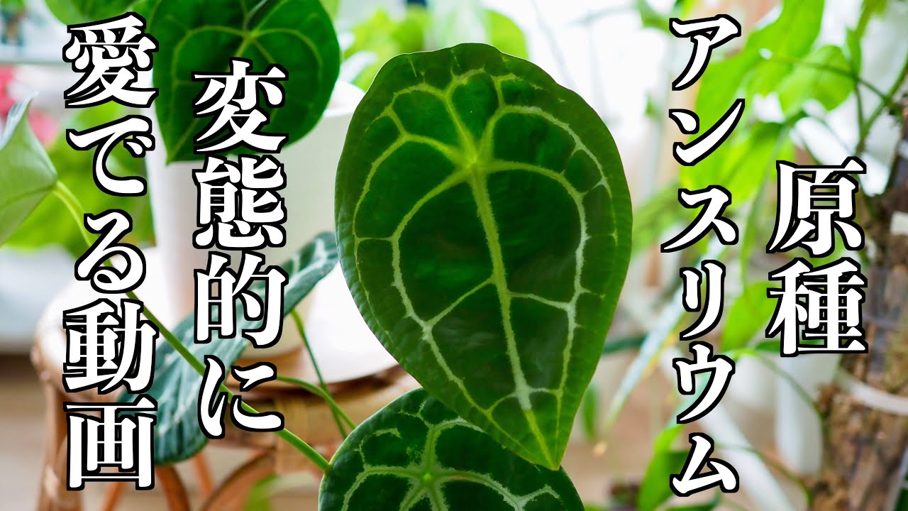 原種のアンスリウムを愛でる回