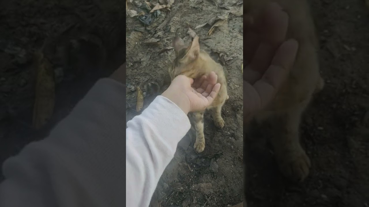 kucing manja ku