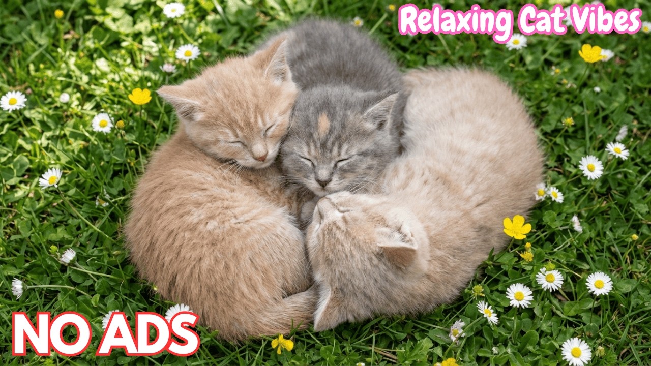 12 часов успокаивающей музыки для кошек 🐱 Спокойная музыка, снятие стресса, расслабление для кошек