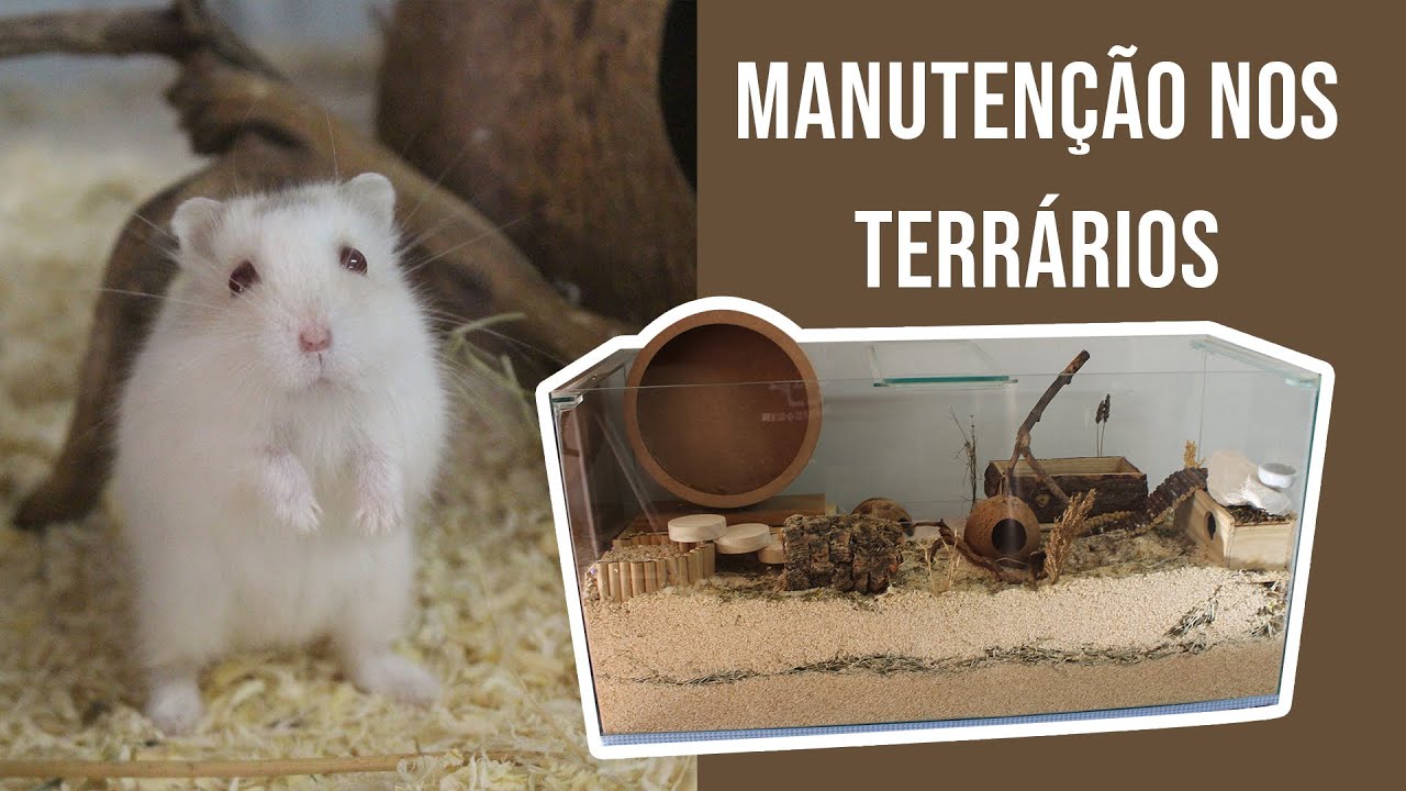 Manutenção nos terrários (hamster e gerbil)
