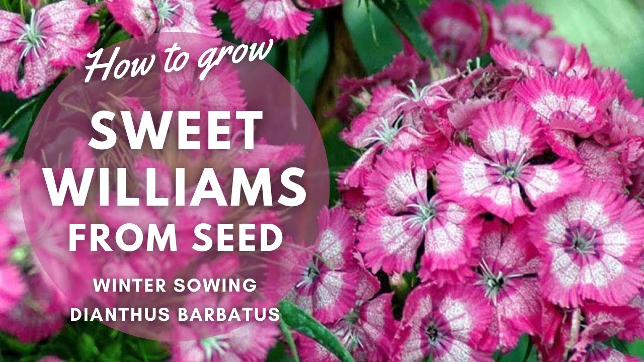 How to Grow Sweet Williams from Seed | Winter Sowing Guide | Perennial Garden
