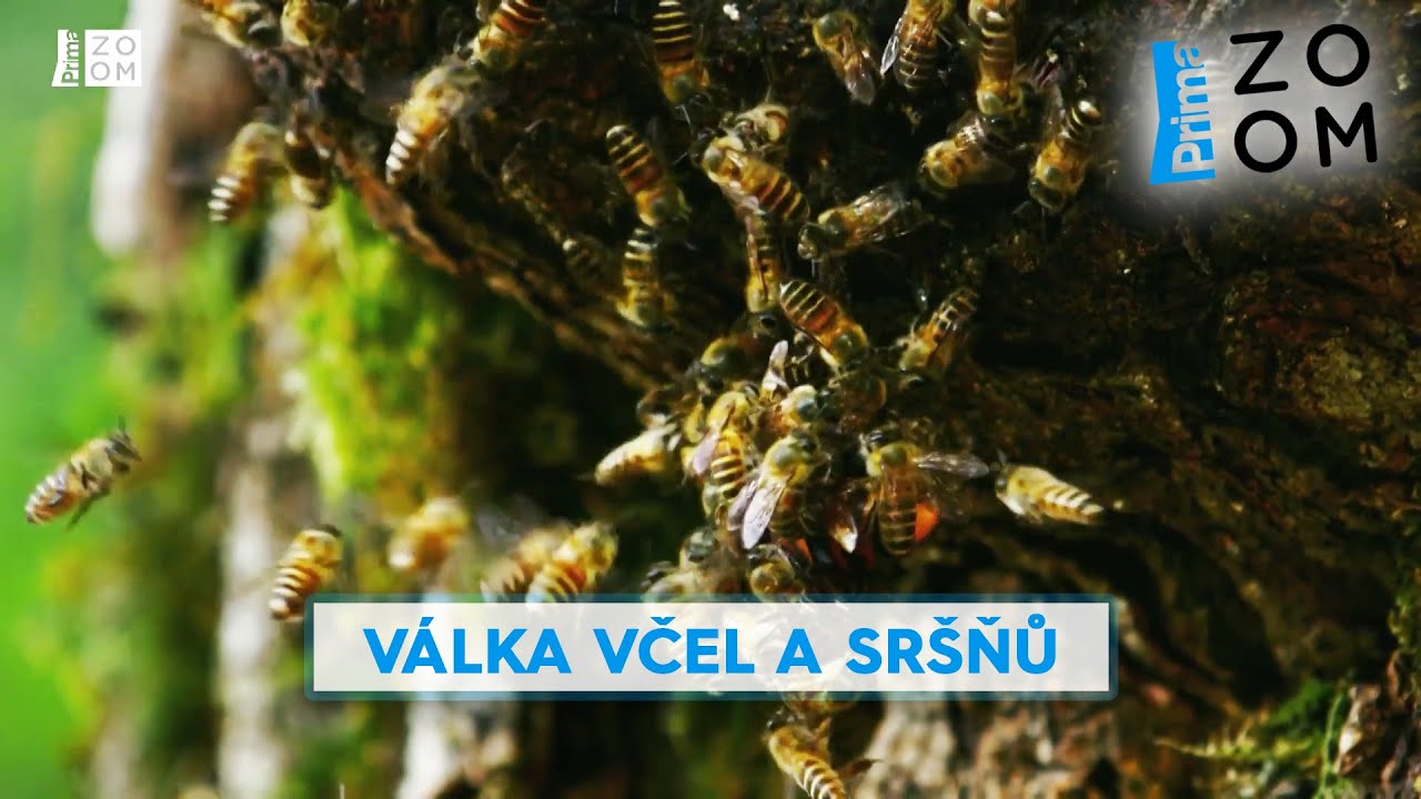 Největší sršeň světa je nelítostnou vražedkyní. Podívejte se, jak ji vytrestají včelí bojovnice