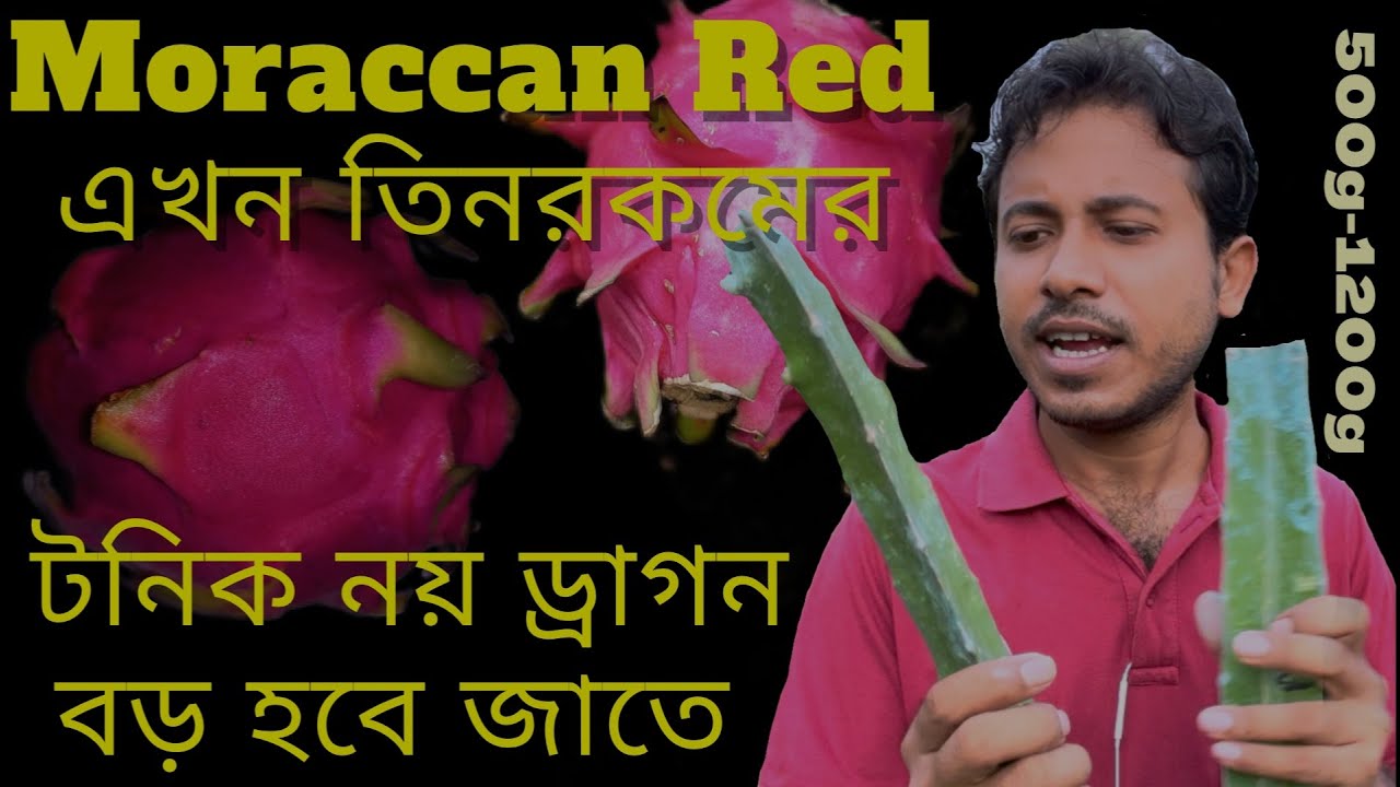 তিন রকম বড় জাতের Moraccan Red ড্রাগনের প্রকারভেদ | Three Types of Big Moraccan Red Dragon Fruit
