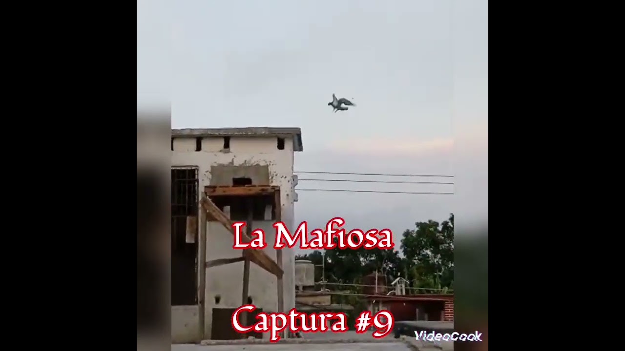 Captura #9 de La Mafiosa