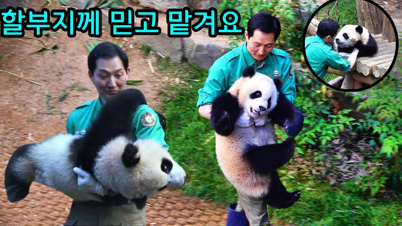 루이바오 후이바오 퇴근 할부지 마음대로 하세요 어른이 오시면 일어나는 예의를 아는 판다 24.04.07