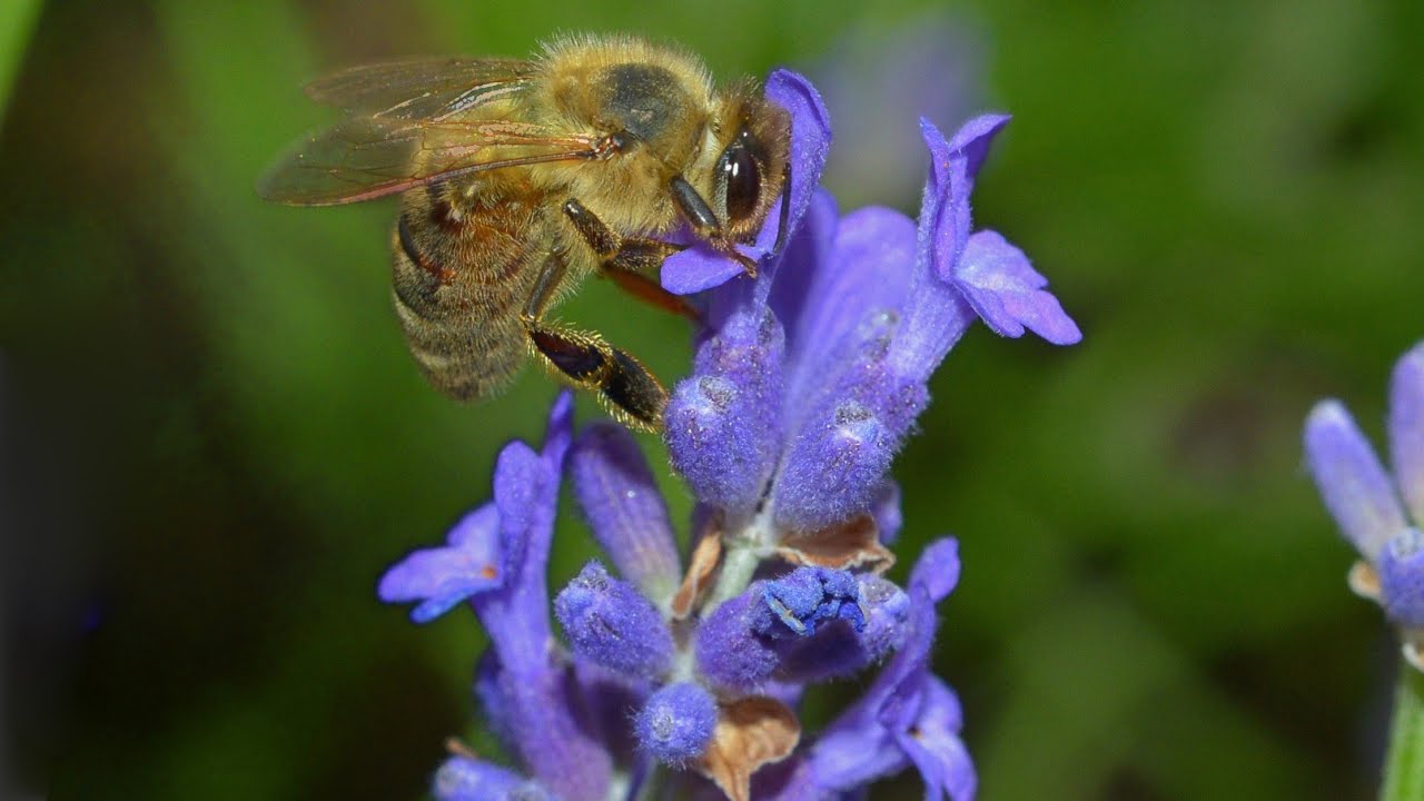 Wertvolle Bienenpflanzen - nutzlose Bienenpflanzen
