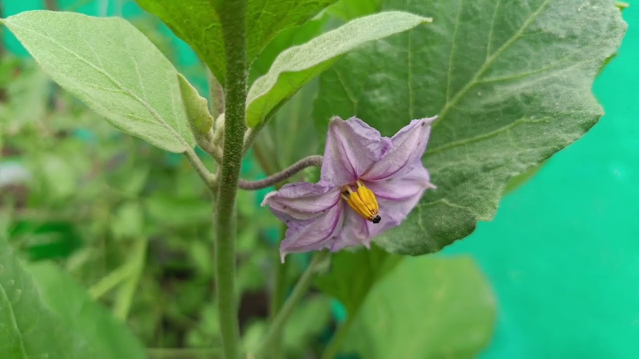 Mar 10 தந்திரமாக சந்திரா செய்த அநியாயம் தெரிந்த பிறகு வீட்டை விட்டு துரத்திய சாமுண்டீஸ்வரி