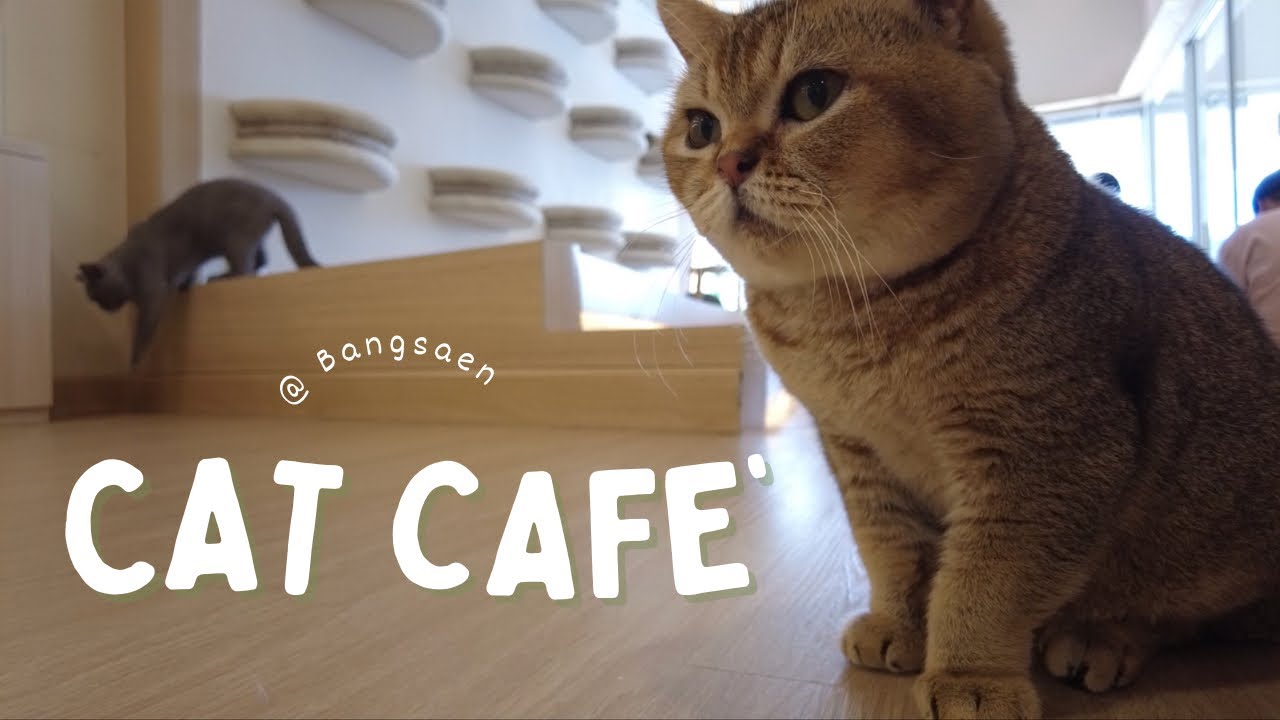 คลิปฮีลใจเหล่าทาส แมวทั้งคลิป  | คาเฟ่เแมว | Mali cat cafe l Bangsaen | CATS