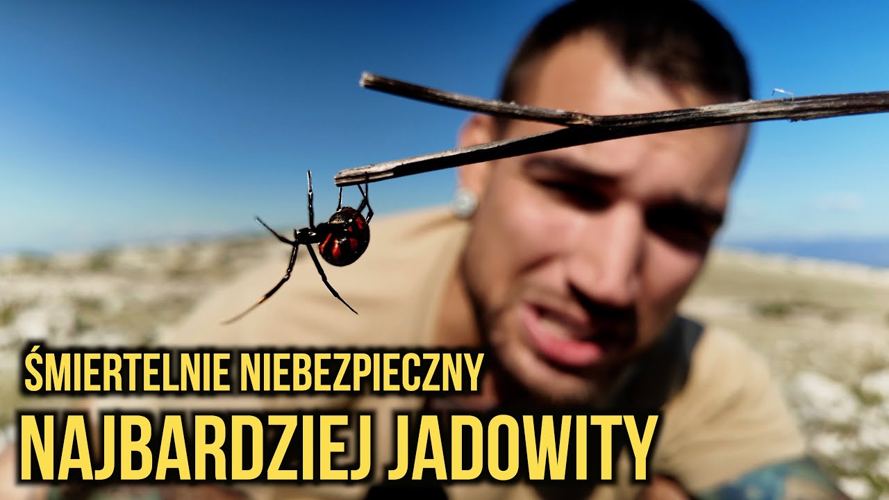 Najbardziej jadowity pająk w Europie! Jedno ukąszenie  może zab*ć ☠️ Chorwacja KRK Vanlife  2/2