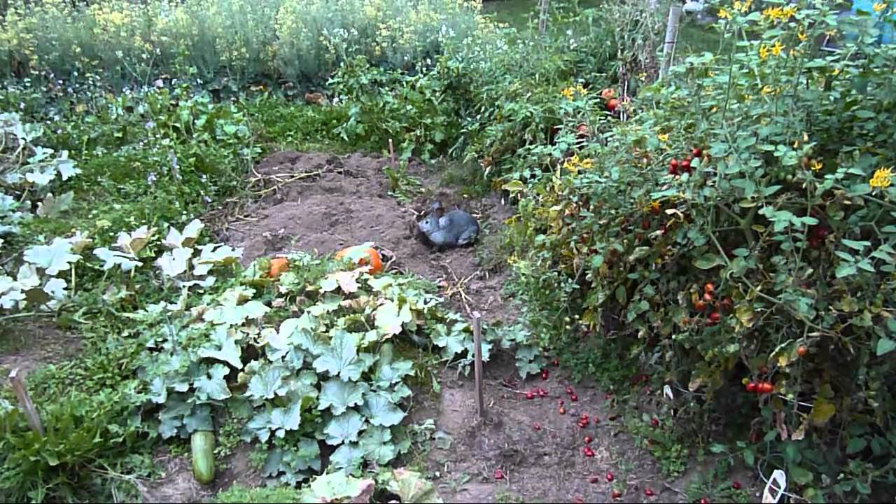 Meat Rabbit Update-Free Range Rabbit