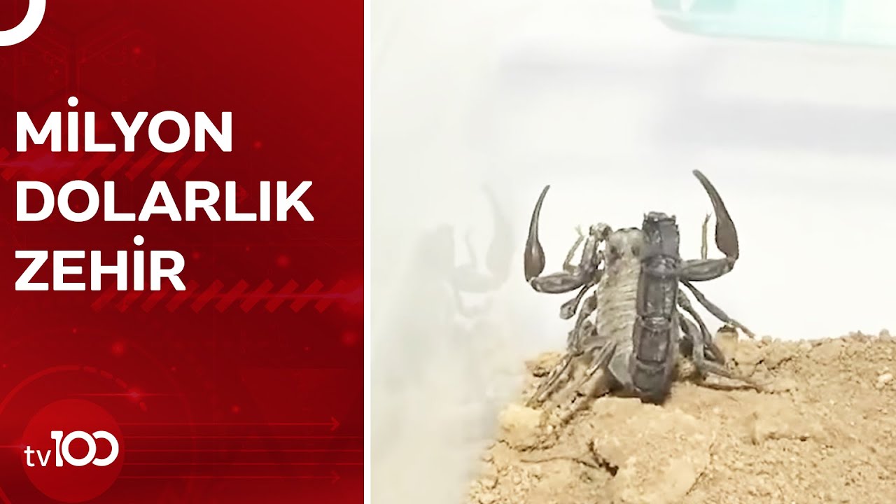 Akrep Zehri İlaç ve Savunma Sanayisinde Kullanılıyor | TV100 Haber