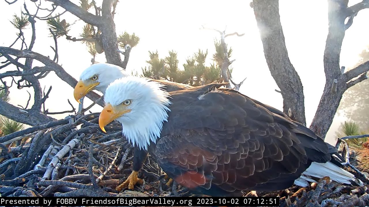 Jackie & Shadow❤️morning nestorations 🥰😘/ Big Bear Bald Eagle Live Nest - Cam 1 / 2023-10-02