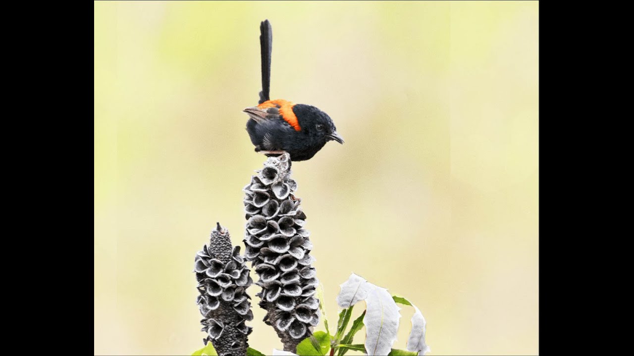 My step by step run down on how to make stunning perches