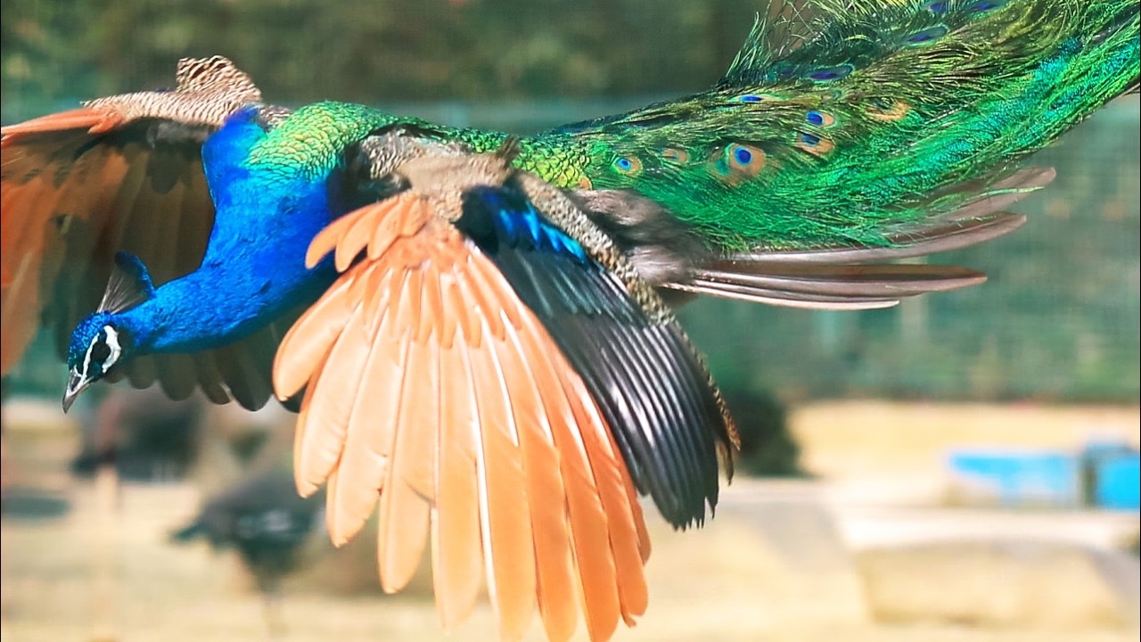 高台の後、野鳥ではありませんがクジャクを撮影